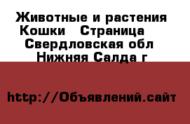 Животные и растения Кошки - Страница 2 . Свердловская обл.,Нижняя Салда г.